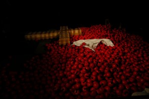 Window world. Apples and props. 10. Credit Tony Virgo